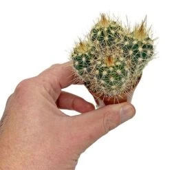 5 Cactus Plants Potted Cacti Houseplants Mixed Indoor Plant Selection -Outlet Hompson-morgan Store CACTUSMIX 6
