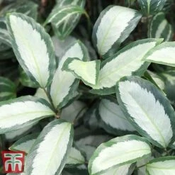 Calathea Picturata 'Argentea' 17 Calathea Picturata 'Argentea' -Outlet Hompson-morgan Store CALA SILV
