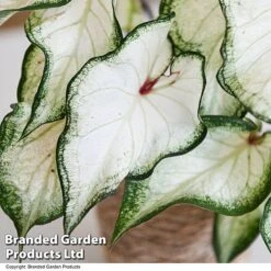 Caladium Heart To Heart® 'White Wonder' 8 Caladium Heart To Heart® 'White Wonder' -Outlet Hompson-morgan Store CALA H2HWHITEW T43463