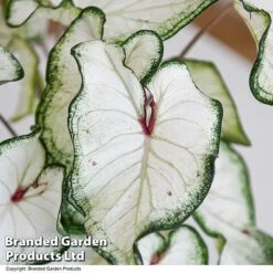 Caladium Heart To Heart® 'White Wonder' 9 Caladium Heart To Heart® 'White Wonder' -Outlet Hompson-morgan Store CALA H2HWHITEW T43464