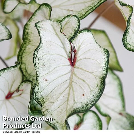 Caladium Heart To Heart® 'White Wonder' 5 Caladium Heart To Heart® 'White Wonder' - Image 3