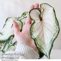 Caladium Heart To Heart® 'White Wonder' 10 Caladium Heart To Heart® 'White Wonder' -Outlet Hompson-morgan Store CALA H2HWHITEW T43465
