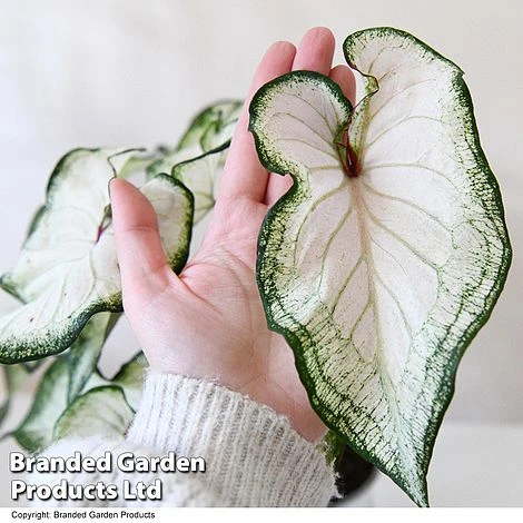 Caladium Heart To Heart® 'White Wonder' 6 Caladium Heart To Heart® 'White Wonder' - Image 4