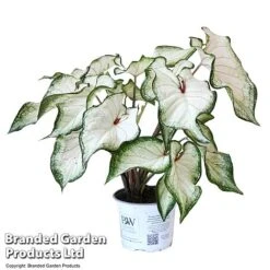 Caladium Heart To Heart® 'White Wonder' 11 Caladium Heart To Heart® 'White Wonder' -Outlet Hompson-morgan Store CALA H2HWHITEW T43466