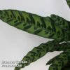 Calathea Insignis -Outlet Hompson-morgan Store CALA INSIGNIS S50403