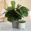 Calathea Makoyana -Outlet Hompson-morgan Store CALA MYKON14CM WKF1142 B