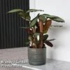 Calathea Picturata 'Argentea' -Outlet Hompson-morgan Store CALA SILVERVAR T45168F