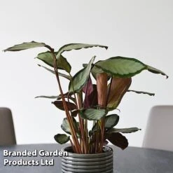 Calathea Picturata 'Argentea' 16 Calathea Picturata 'Argentea' -Outlet Hompson-morgan Store CALA SILVERVAR T45173A