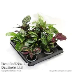 Calathea Makoyana Starter Mix 11 Calathea Makoyana Starter Mix -Outlet Hompson-morgan Store CALA STARTE6CM T47654