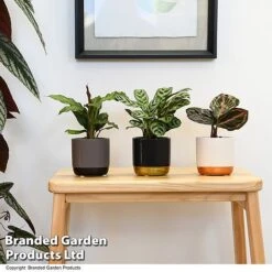 Calathea Makoyana Starter Mix 12 Calathea Makoyana Starter Mix -Outlet Hompson-morgan Store CALA STARTERMX T47657