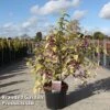 Callicarpa Bodinieri 'Magical Deep Purple' -Outlet Hompson-morgan Store CALL MAGICDEEP S45268