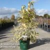 Callicarpa Bodinieri 'Magical Snowqueen' -Outlet Hompson-morgan Store CALL MAGICSNOW S45270