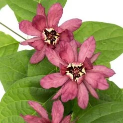 Calycanthus Duo -Outlet Hompson-morgan Store CALY KA9176 C