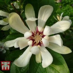 Calycanthus Duo -Outlet Hompson-morgan Store CALY KA9176 D