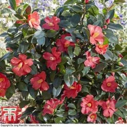 Camellia '1001 Summer Nights' Jasmine -Outlet Hompson-morgan Store CAM WKB6245 F