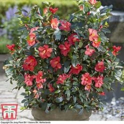 Camellia '1001 Summer Nights' Jasmine -Outlet Hompson-morgan Store CAM WKB6245 G