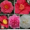 Nurseryman's Choice Camellia