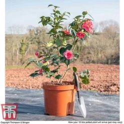 Camellia Japonica 'Doctor King' -Outlet Hompson-morgan Store CAME WKB8709 L