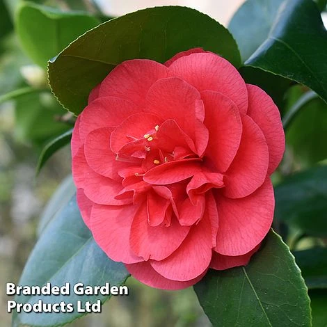 Camellia 'Blooming Wonder Red' 4 Camellia 'Blooming Wonder Red' - Image 2