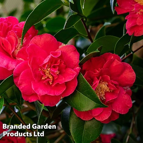 Camellia 'Blooming Wonder Red' 5 Camellia 'Blooming Wonder Red' - Image 3