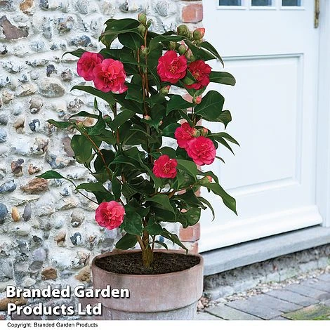 Camellia 'Blooming Wonder Red' 3 Camellia 'Blooming Wonder Red'