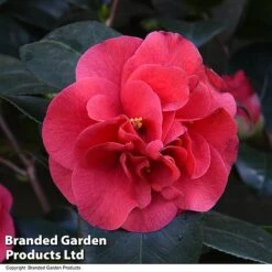Camellia 'Blooming Wonder Red' 9 Camellia 'Blooming Wonder Red' -Outlet Hompson-morgan Store CAME 20BLOOMSR T14439