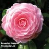 Camellia 'Blooming Wonder Pink' -Outlet Hompson-morgan Store CAME BLOOMPINK WKC9648