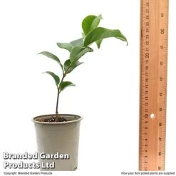 Camellia Japonica 'Doctor King' -Outlet Hompson-morgan Store CAME DRKING9CM T47641