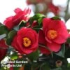 Camellia Japonica Subsp. Rusticana 'Reigyoku' -Outlet Hompson-morgan Store CAME DRKINGRED L18549