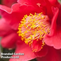 Camellia Japonica Subsp. Rusticana 'Reigyoku' -Outlet Hompson-morgan Store CAME DRKINGRED L18550