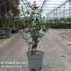 Camellia Japonica -Outlet Hompson-morgan Store CAME JAPONICA S45272