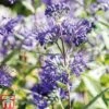 Caryopteris X Clandonensis 'Heavenly Blue' -Outlet Hompson-morgan Store CARY T66107 A