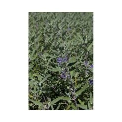 Caryopteris X Clandonensis 'Heavenly Blue' -Outlet Hompson-morgan Store CARY T66107 A h