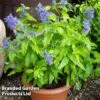 Caryopteris 'Sapphire Dream' -Outlet Hompson-morgan Store CARYSAPPDREAM KC7535 A