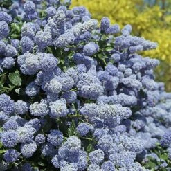 Ceanothus X Delileanus 'Gloire De Versailles' -Outlet Hompson-morgan Store CEAN T58182 A h