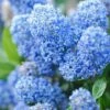 Ceanothus X Delileanus 'Gloire De Versailles'