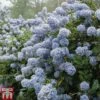 Ceanothus 'Puget Blue' -Outlet Hompson-morgan Store CEAN TKA0961 B