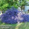 Ceanothus 'Blue Sapphire' -Outlet Hompson-morgan Store CEAN BLUESAPPH S44008
