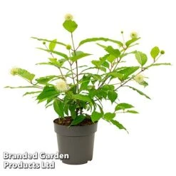 Cephalanthus Occidentalis 'Honeyballs' -Outlet Hompson-morgan Store CEPH HONEYBALL S44109