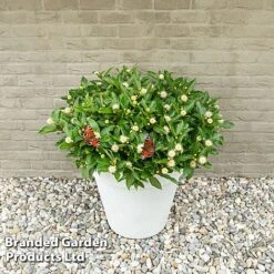 Cephalanthus Occidentalis 'Honeyballs' -Outlet Hompson-morgan Store CEPH HONEYBALL S44111