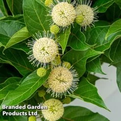 Cephalanthus Occidentalis 'Honeyballs' -Outlet Hompson-morgan Store CEPH HONEYBALL S44113