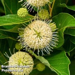 Cephalanthus Occidentalis 'Honeyballs' -Outlet Hompson-morgan Store CEPH HONEYBALL S44115