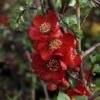 Chaenomeles X Superba 'Elly Mossel' -Outlet Hompson-morgan Store CHAE T62037 A h