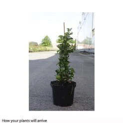 Chaenomeles X Superba 'Jet Trail' -Outlet Hompson-morgan Store CHAE T66127 B h