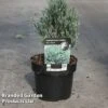 Chamaecyparis Thyoides 'Blue Rock' -Outlet Hompson-morgan Store CHAM BLUEROCK S45294