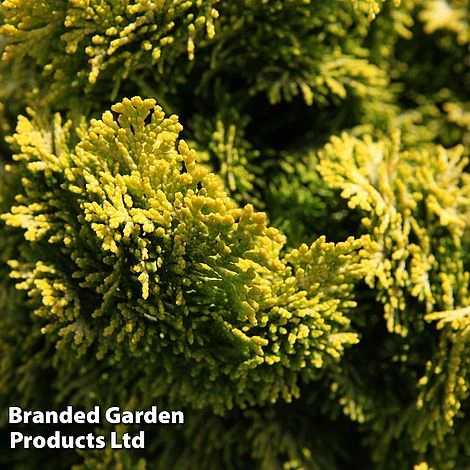 Chamaecyparis Obtusa 'Nana Aurea' 3 Chamaecyparis Obtusa 'Nana Aurea'
