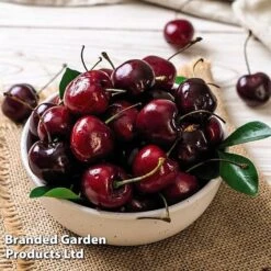 Cherry 'Sylvia' (Mini Fruit Tree) -Outlet Hompson-morgan Store CHER T10442 E1