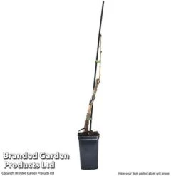 Cherry 'Sylvia' (Mini Fruit Tree) -Outlet Hompson-morgan Store CHER T10442 G