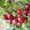 Cherry 'Celeste' -Outlet Hompson-morgan Store CHER TKA1761 A
