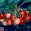 Cherry 'Merton Glory' -Outlet Hompson-morgan Store CHER TKA1765 A